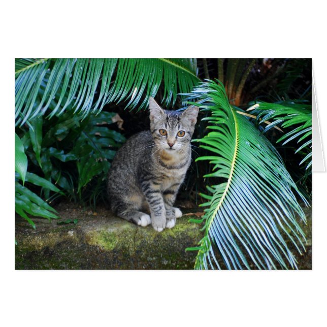 Jungle Tabby Kitten Card (Front Horizontal)