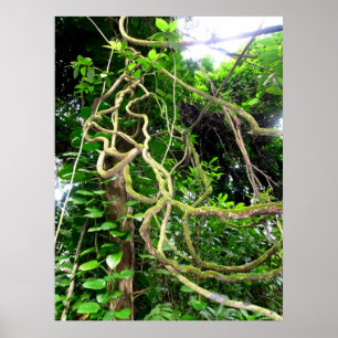 Jungle vines poster
