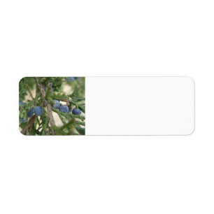 Juniper Berry Address Labels