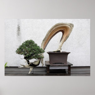 Juniper Bonsai Poster