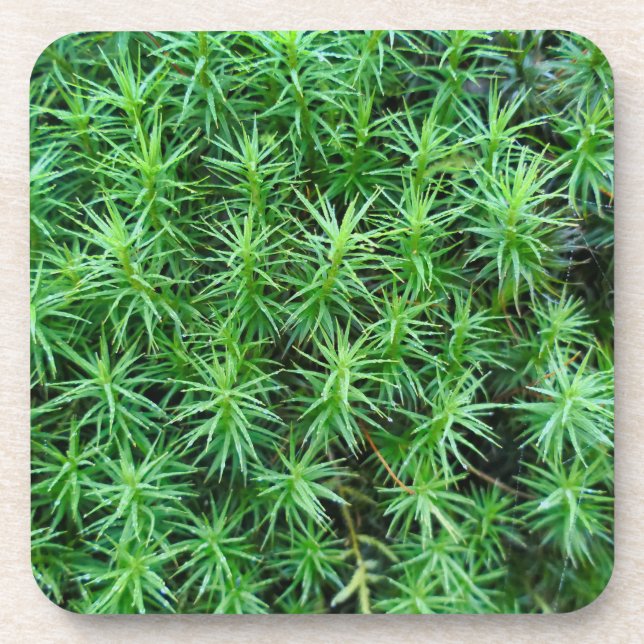 Juniper Hair Cap Moss  Coaster (Front)