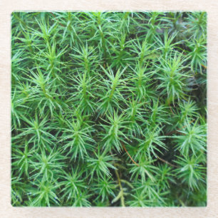 Juniper Hair Cap Moss Glass Coaster