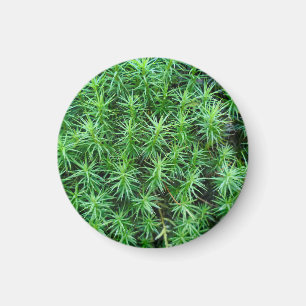 Juniper Hair Cap Moss Magnet