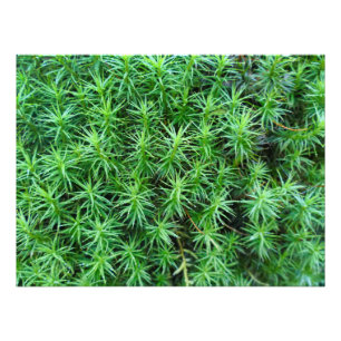 Juniper Hair Cap Moss  Photo Print