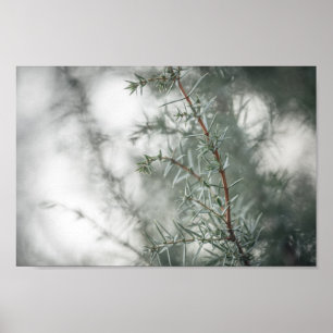 Juniper Nature Photo Poster