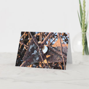 Junk Pile Rust and Fungi Still Life Card