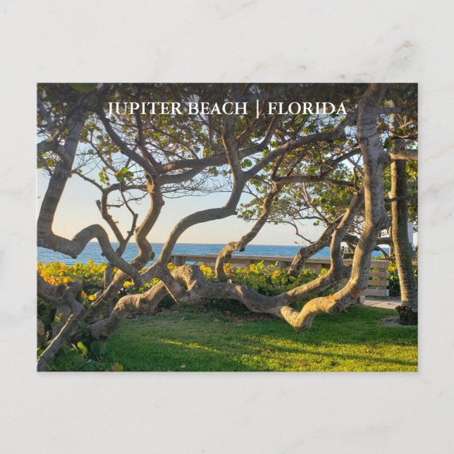 Jupiter Florida Postcard Ocean and Sea Grapes (Front)