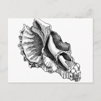 Just a Broken Shell Postcard