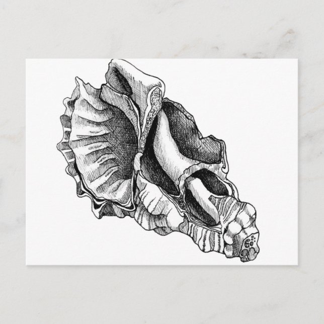 Just a Broken Shell Postcard (Front)