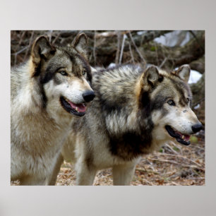 Just a couple of Wolves Poster