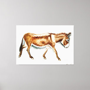 Just a donkey canvas print