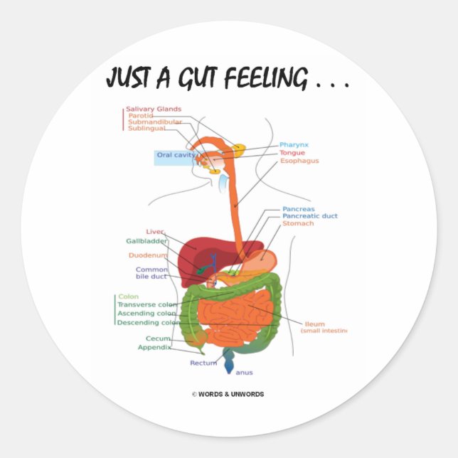 Just A Gut Feeling... (Digestive System Humour) Classic Round Sticker (Front)