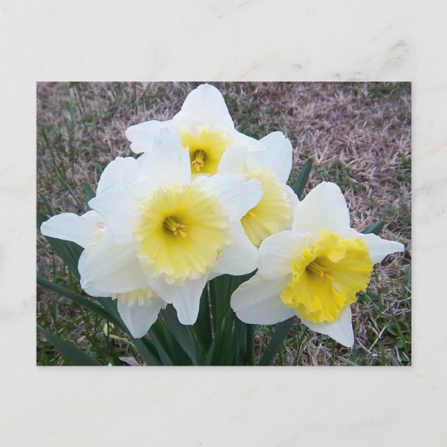 Just a Little Daffodil... Postcard (Front)