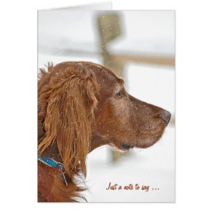 Just a note Irish Setter