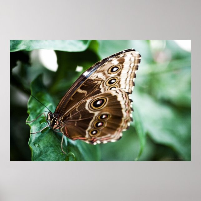 Just a Peak Print (Front)