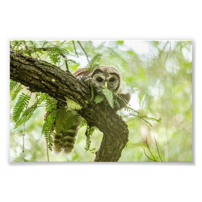 Just a Peek Photo Print (Front)