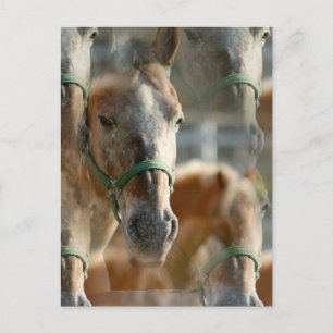 Just Appaloosas Postcard