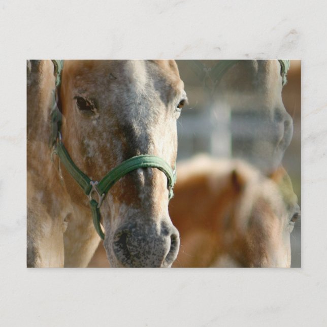 Just Appaloosas Postcard (Front)