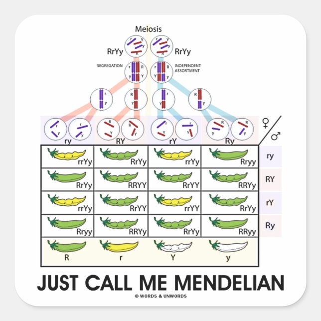 Just Call Me Mendelian (Punnett Square Genetics) Sticker (Front)