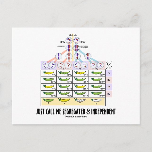 Just Call Me Segregated and Independent (Dihybrid) Postcard (Front)