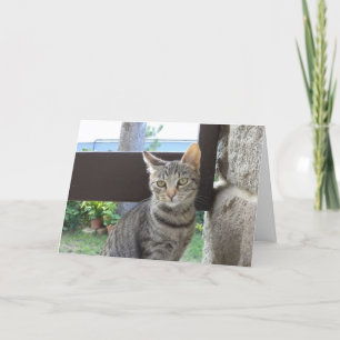 Just cats and kittens - blank card