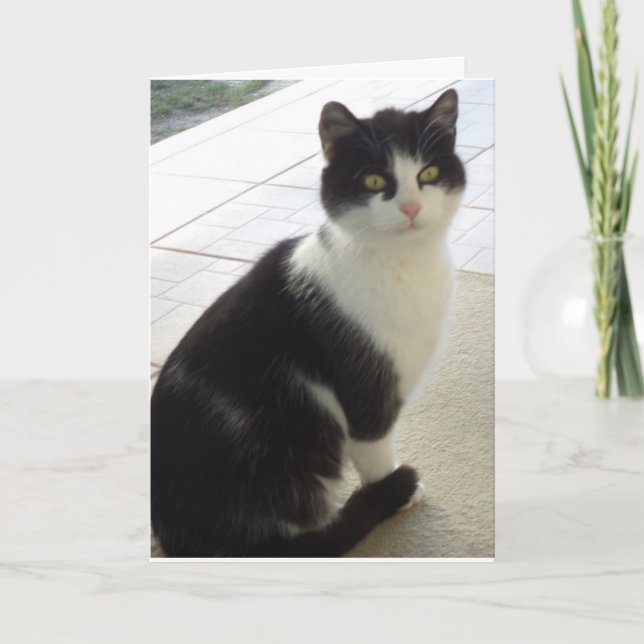 Just cats and kittens - blank card (Front)