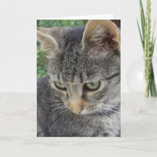 Just cats and kittens - blank card