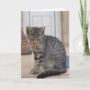 Just cats and kittens - blank card