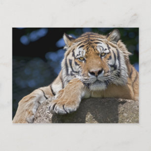 Just Chillin Postcard