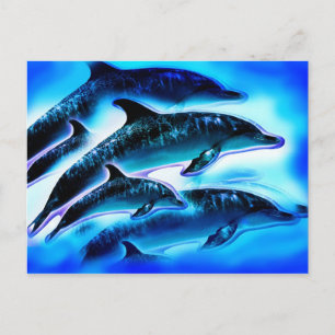 Just Dolphins Postcard
