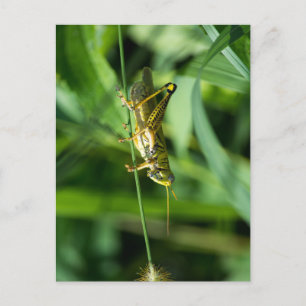 Just Hangin Around Postcard