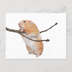 just hanging around postcard