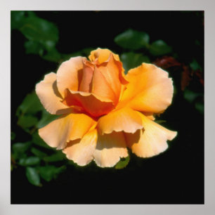 Just Joey hybrid tea rose Poster