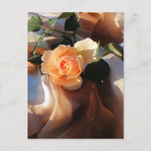 just joey orange rose postcard (Front)