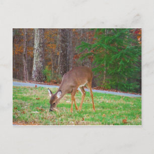 Just Lost Spots, Baby Deer Postcard