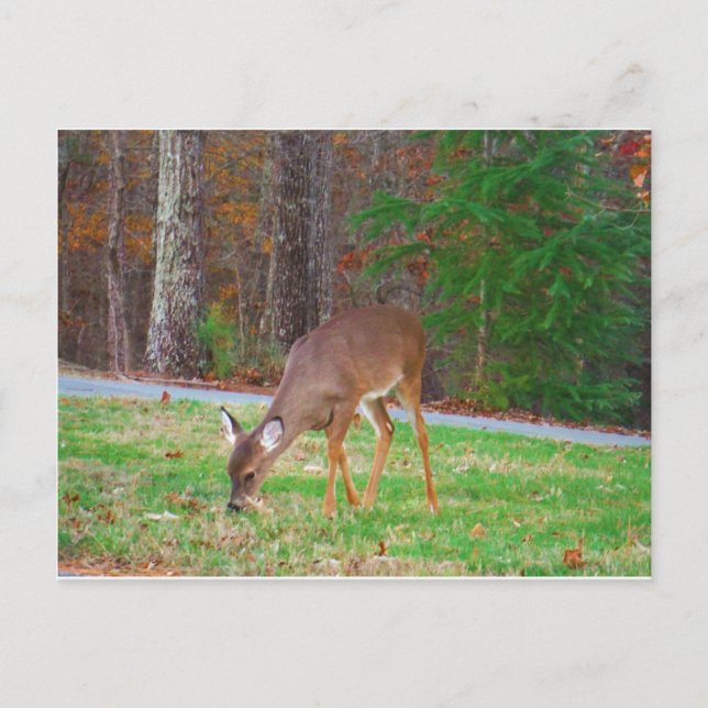 Just  Lost Spots, Baby Deer Postcard (Front)