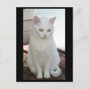 Just Missy Postcard