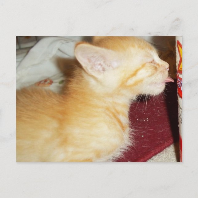 JUST ONE LICK POSTCARD (Front)