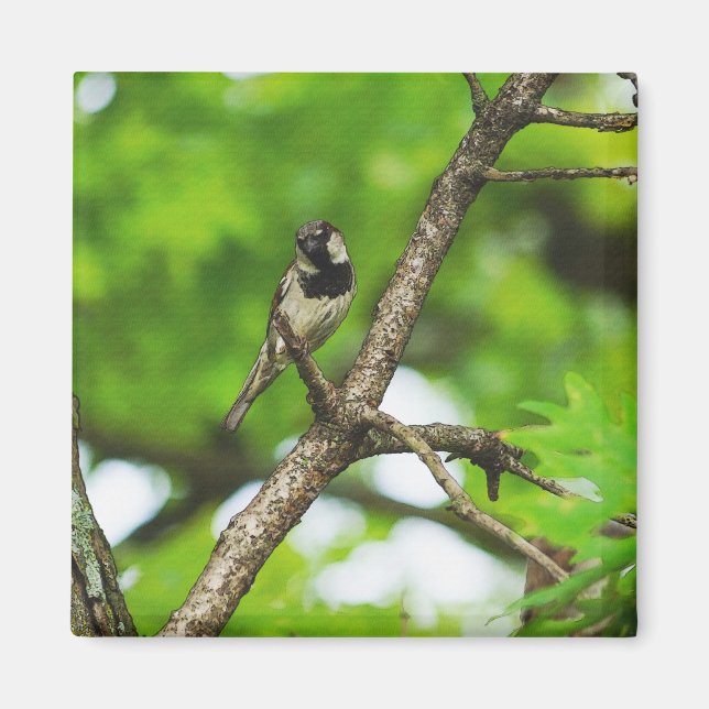 Just Sitting Around Magnet (Front)