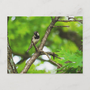 Just Sitting Around Postcard