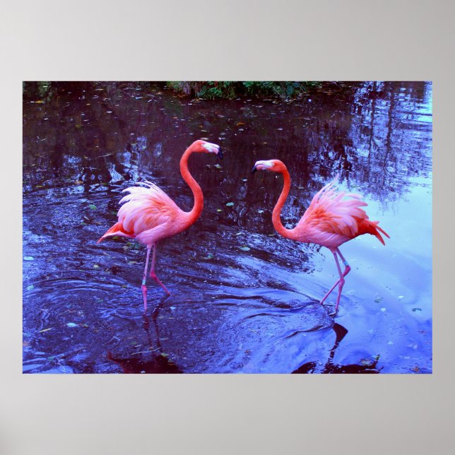 Just two flamingos poster (Front)