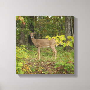 Just Waiting Canvas Print