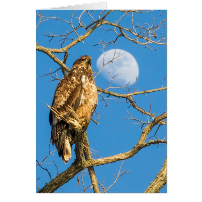 Juvenile Bald Eagle and the Moon (Front)