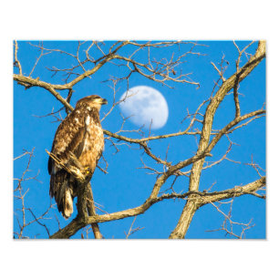 Juvenile Bald Eagle and the Moon Photo Print