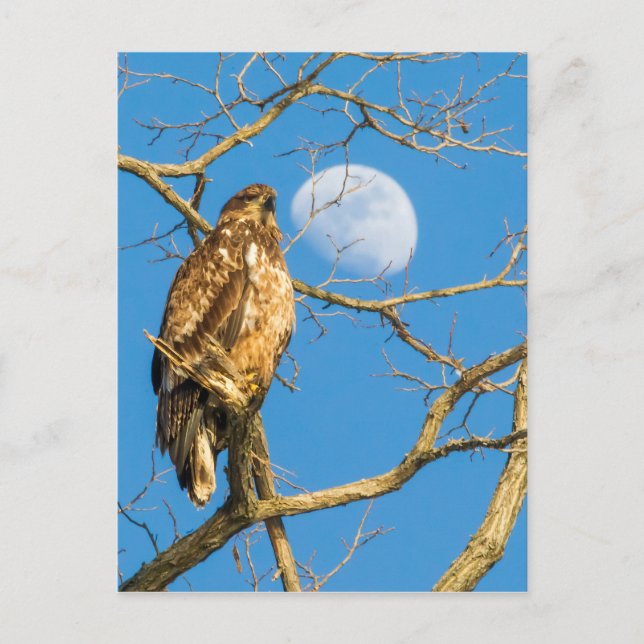 Juvenile Bald Eagle and the Moon Postcard (Front)