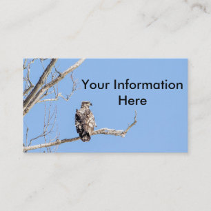 Juvenile Bald Eagle Business Card