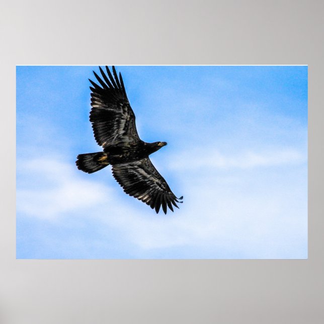 Juvenile Bald Eagle (Flight) Poster (Front)
