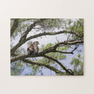 Juvenile Bald Eagle In A Pine Tree Jigsaw Puzzle