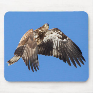 Juvenile Bald Eagle In Flight Mouse Pad
