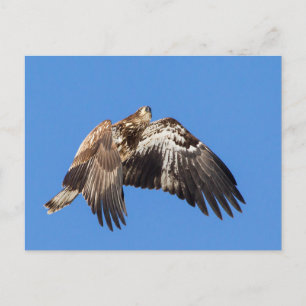 Juvenile Bald Eagle In Flight Postcard